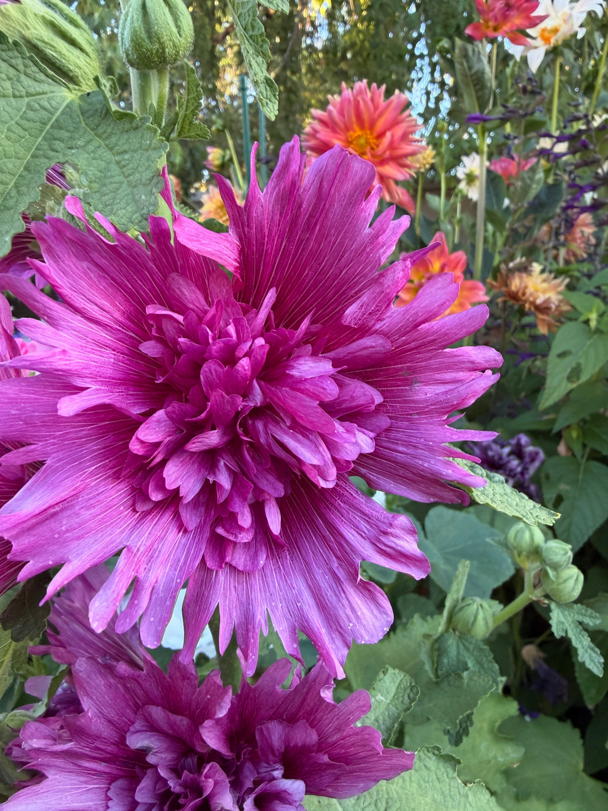 Hollyhock Spring Celebrities™ purple seeds
