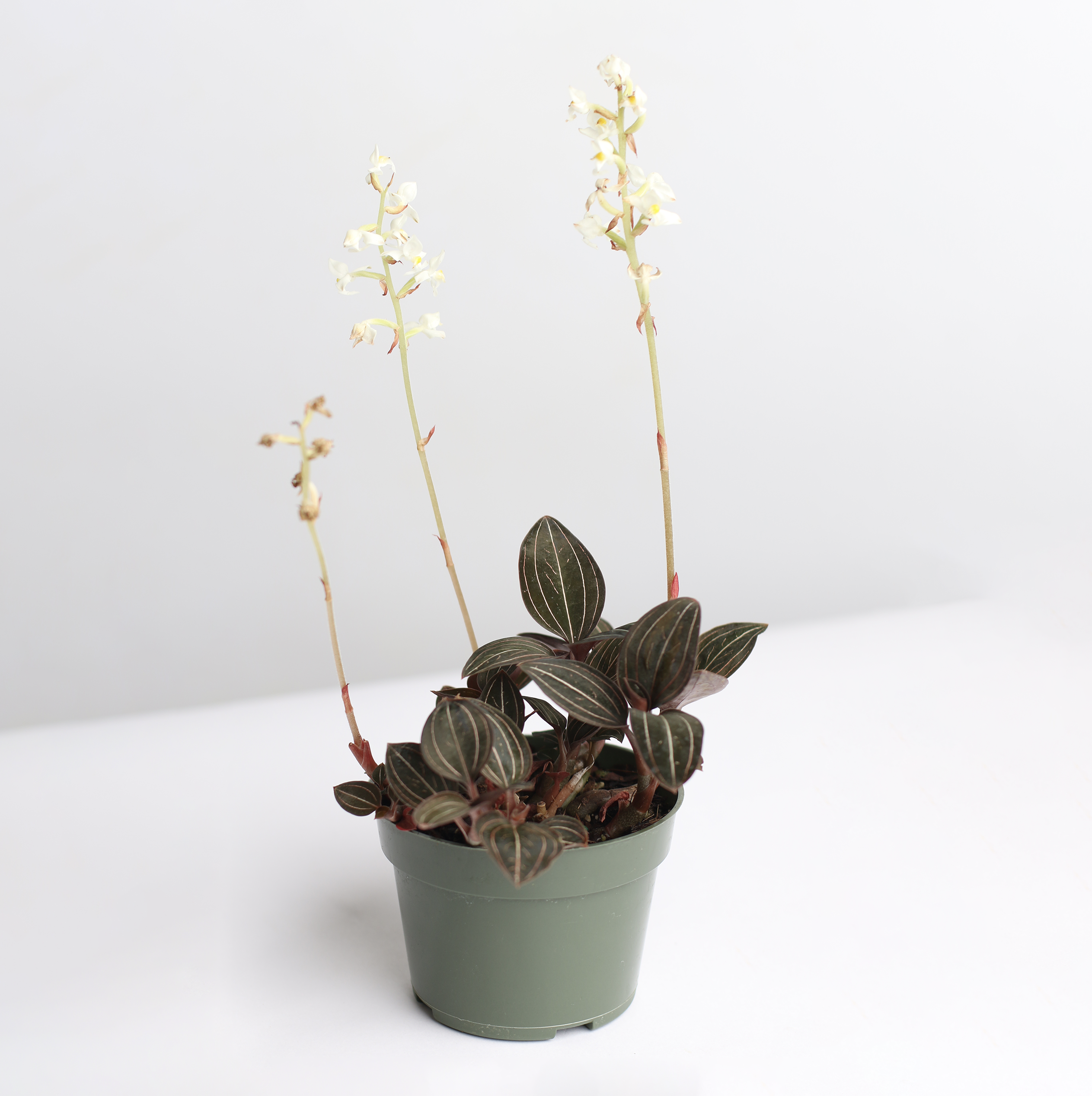 Jewel Orchid Ludisia Discolor