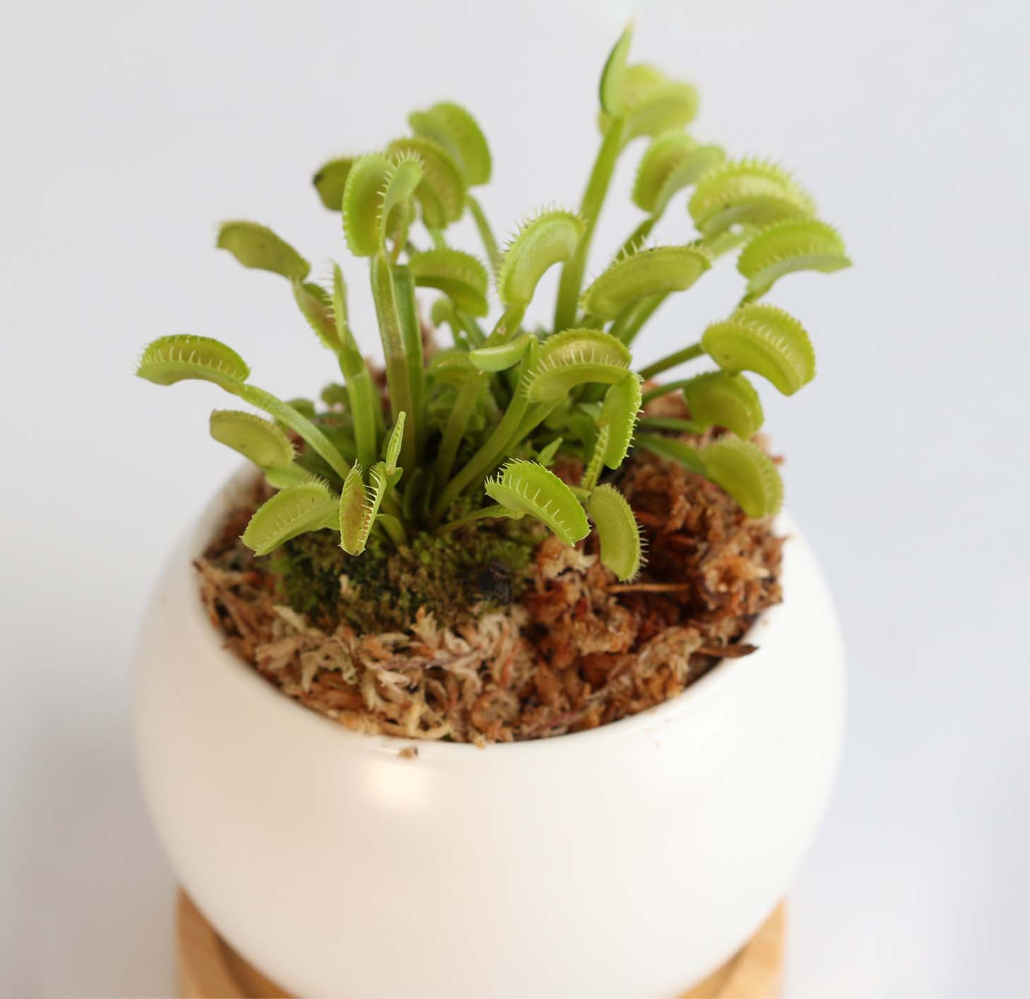 Green Venus Fly Trap Carnivorous Plant