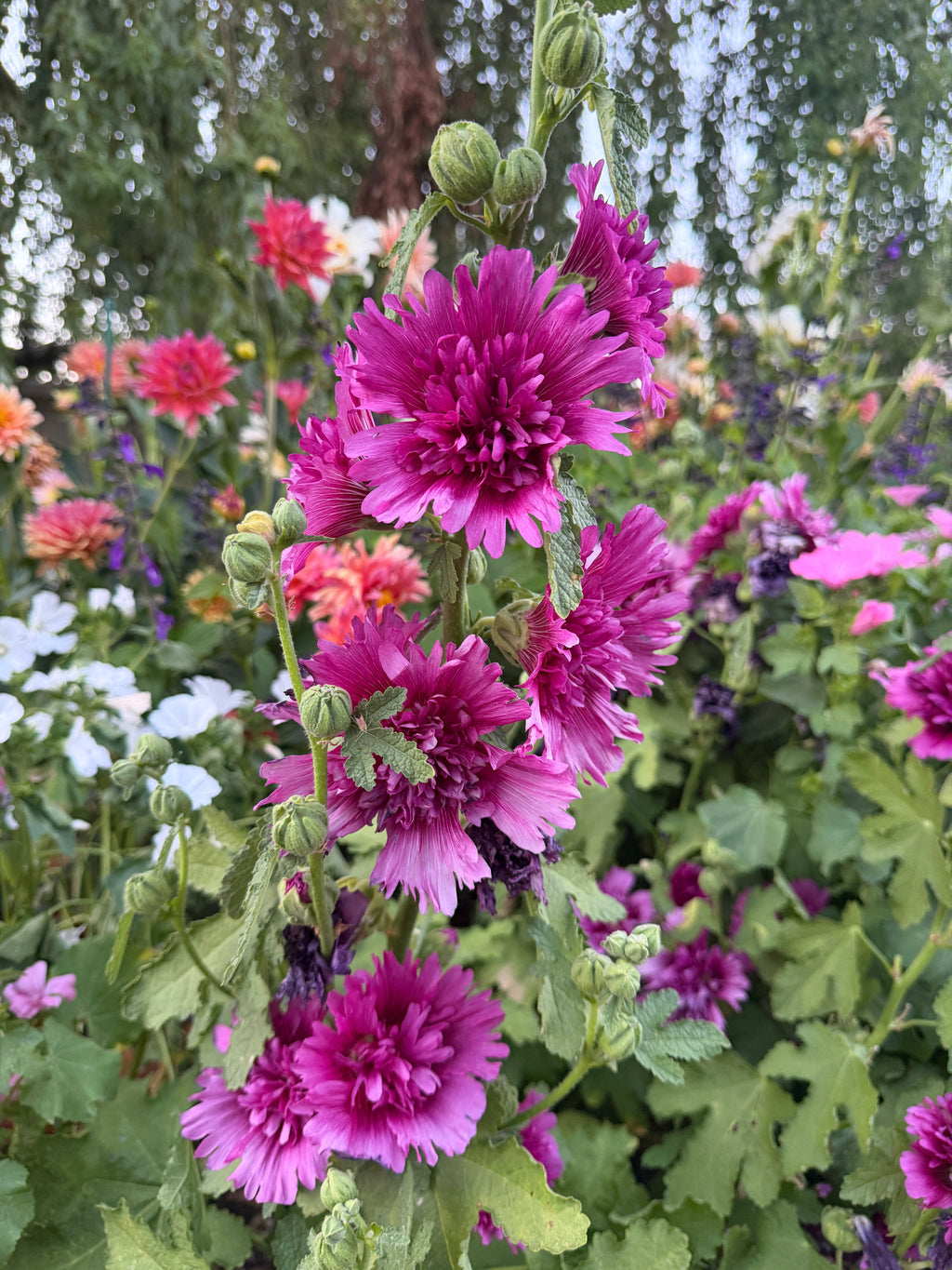 Hollyhock Spring Celebrities™ purple seeds