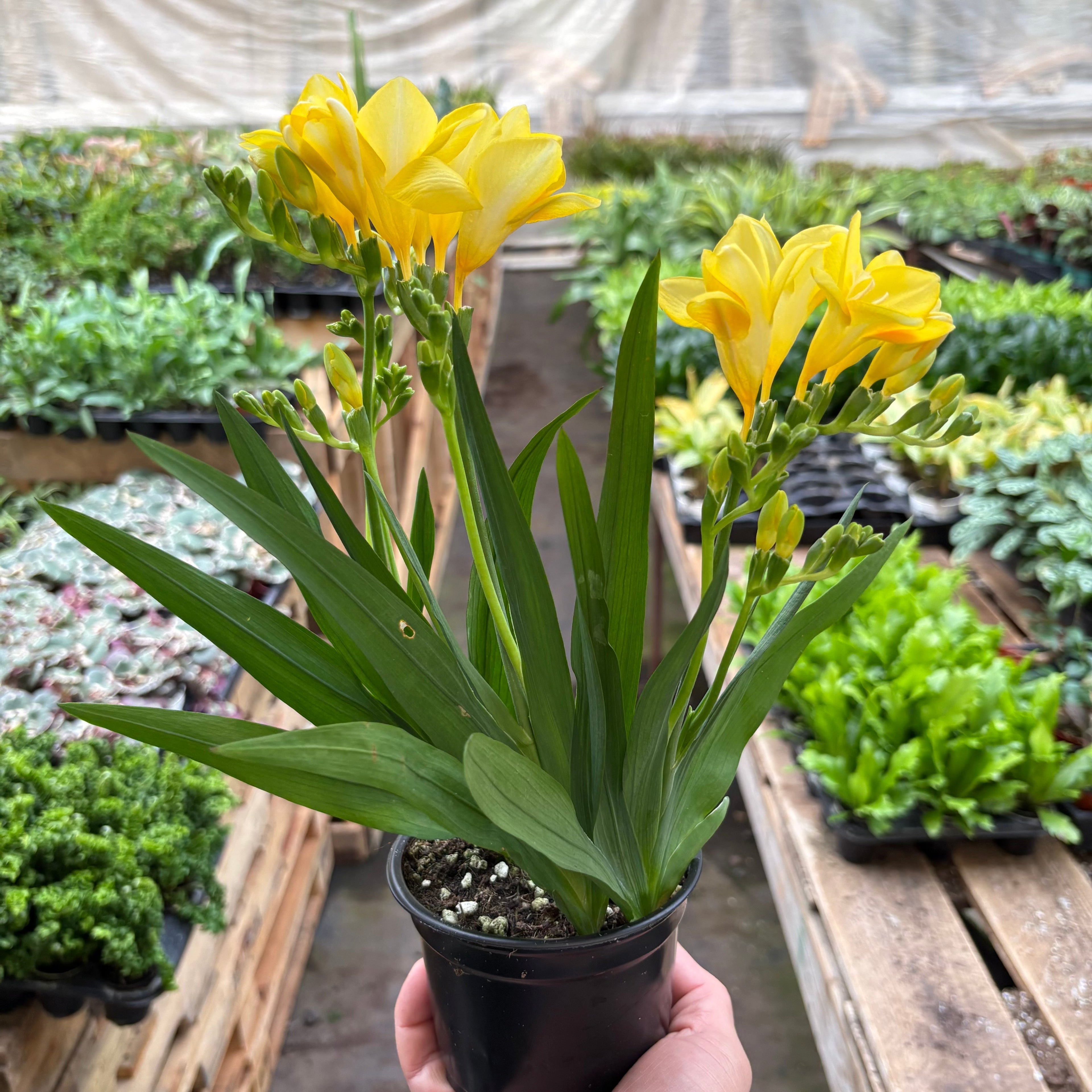 Freesia 'Yellow'