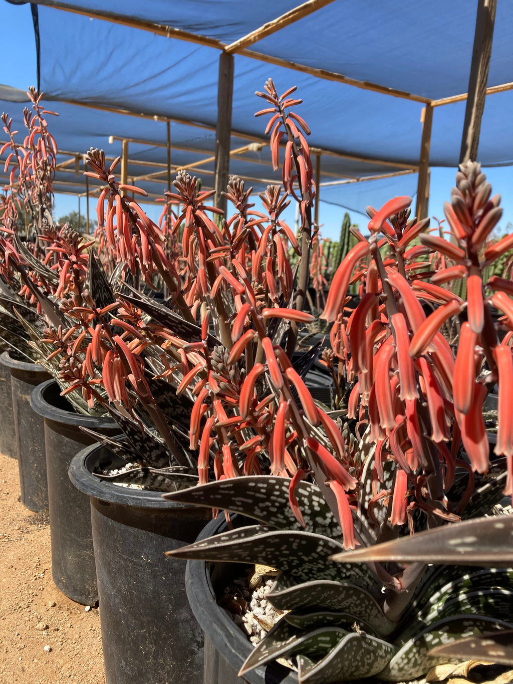 Tiger Aloe
