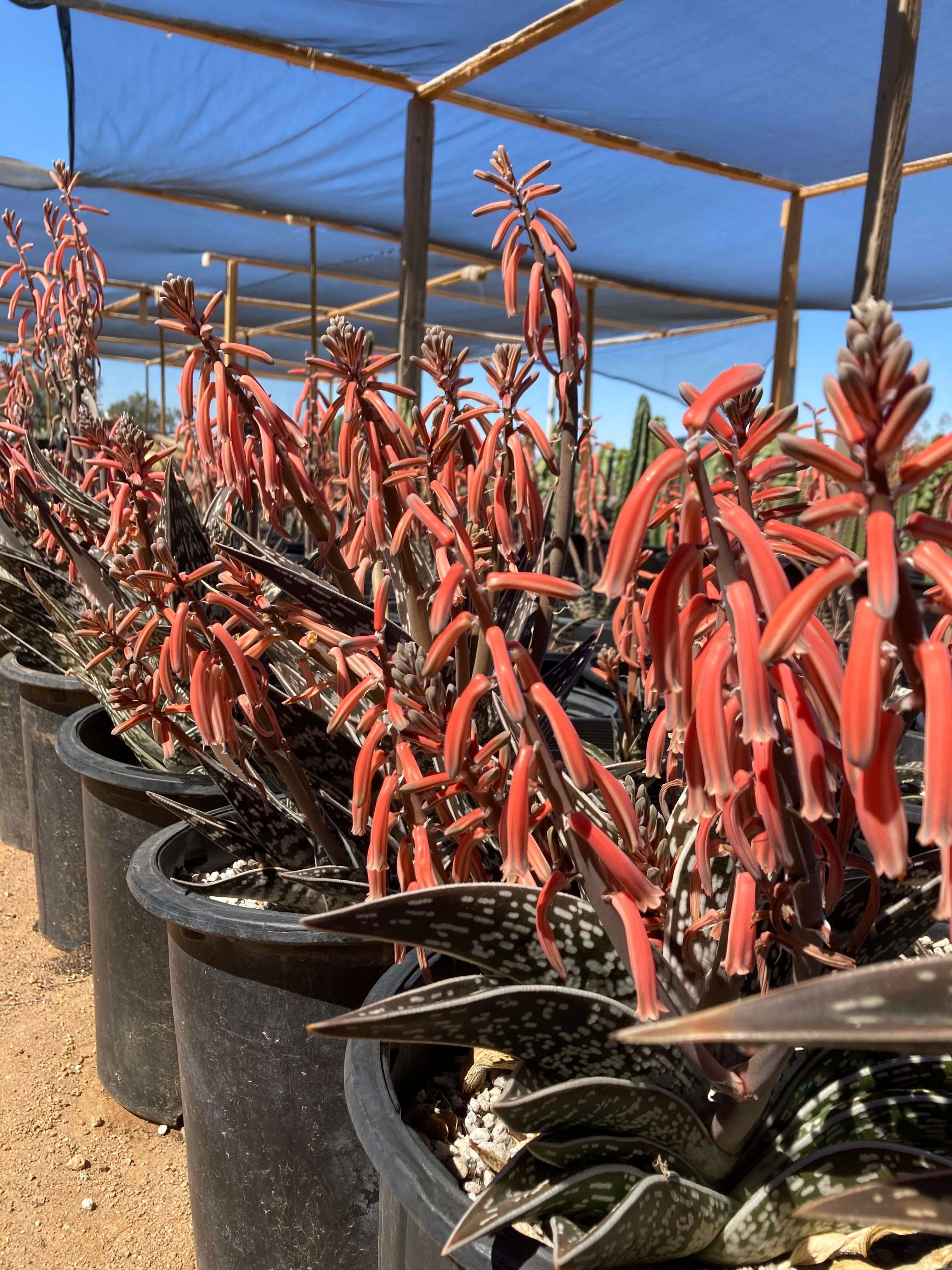 Tiger Aloe