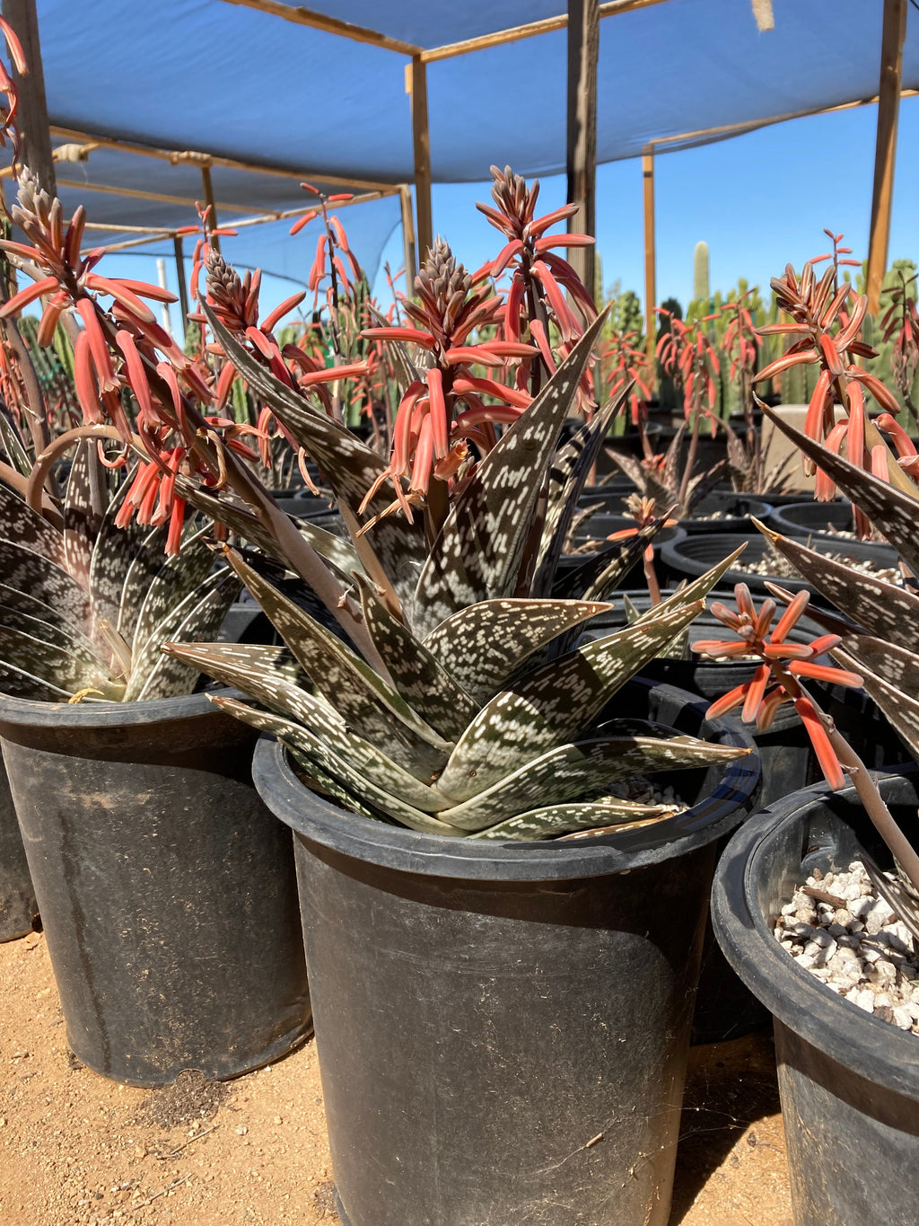 Tiger Aloe