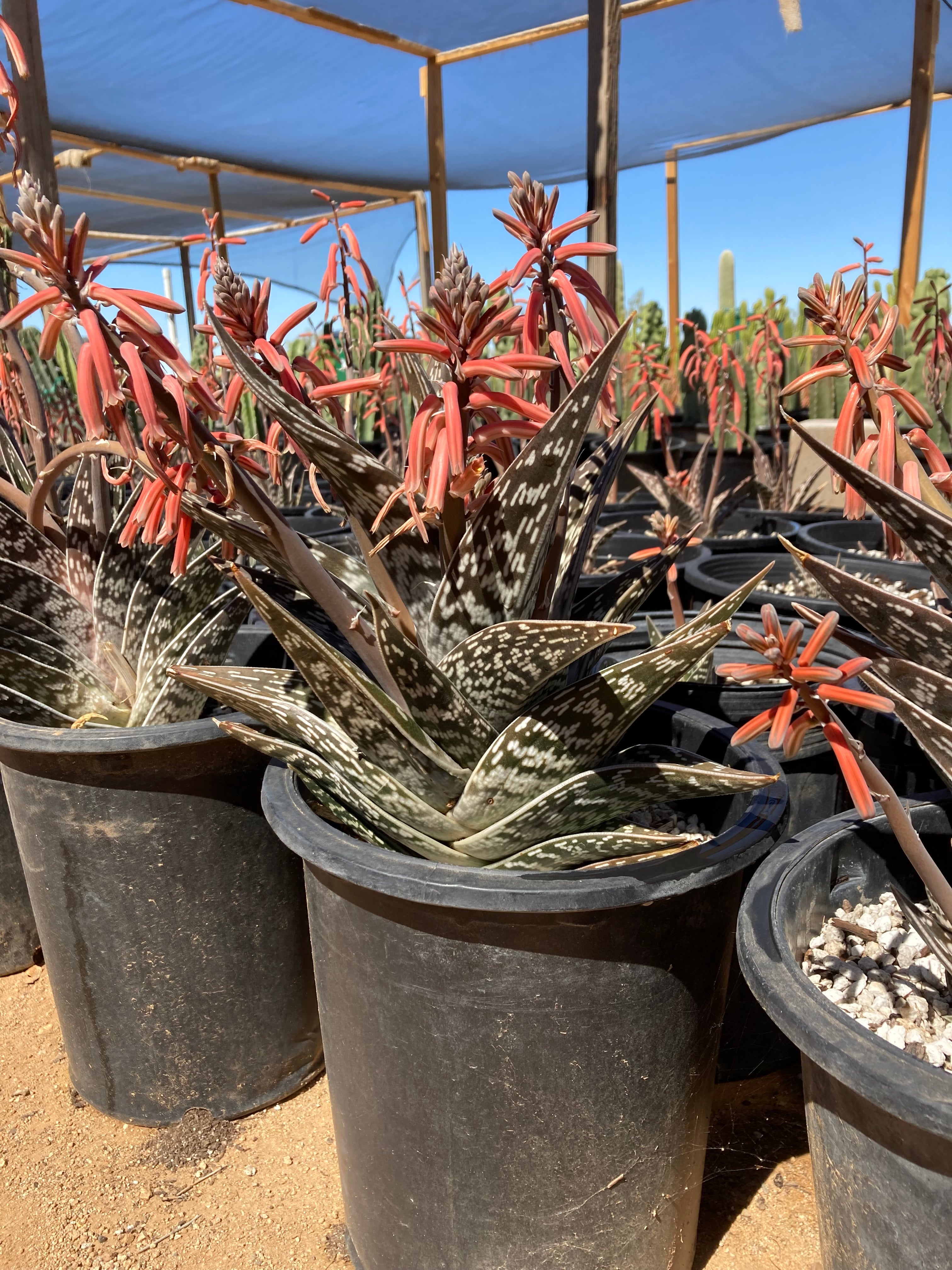 Tiger Aloe