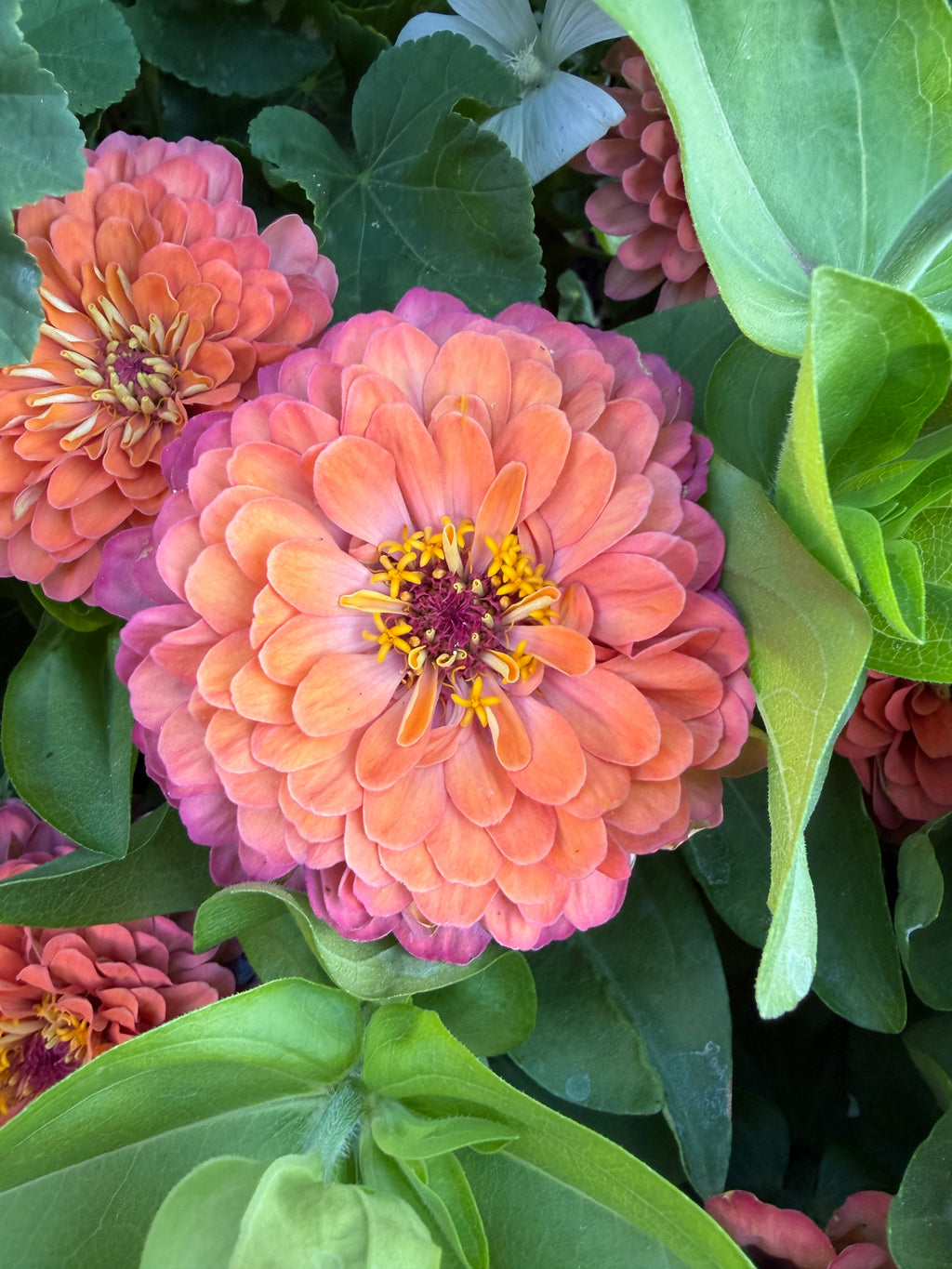 Zinnia Dreamland 'Coral' Seeds