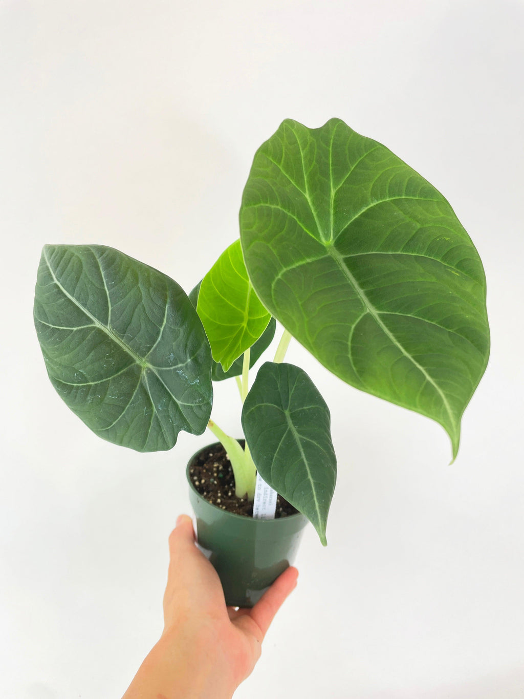 Alocasia Maharani Queen