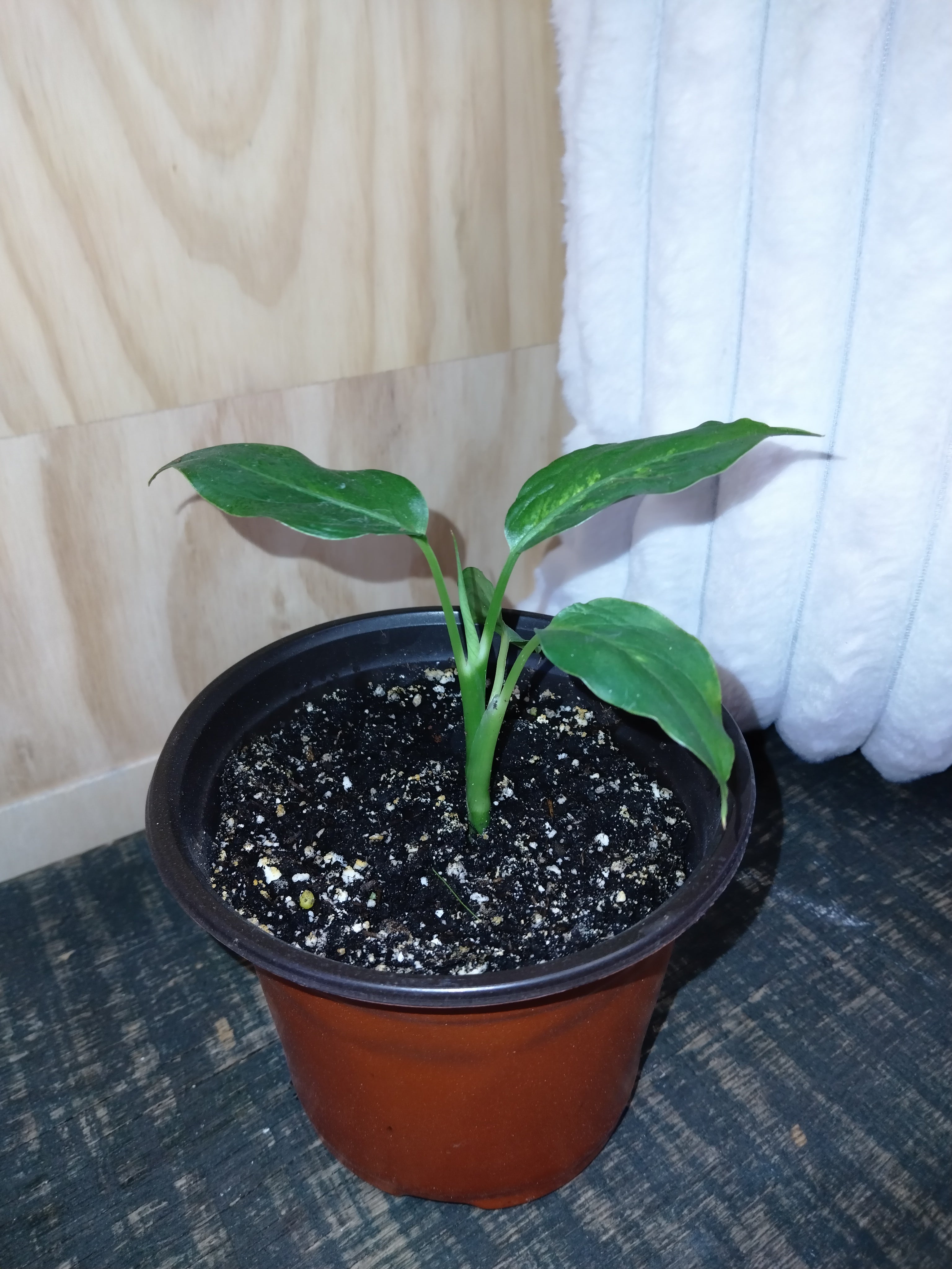 dieffenbachia