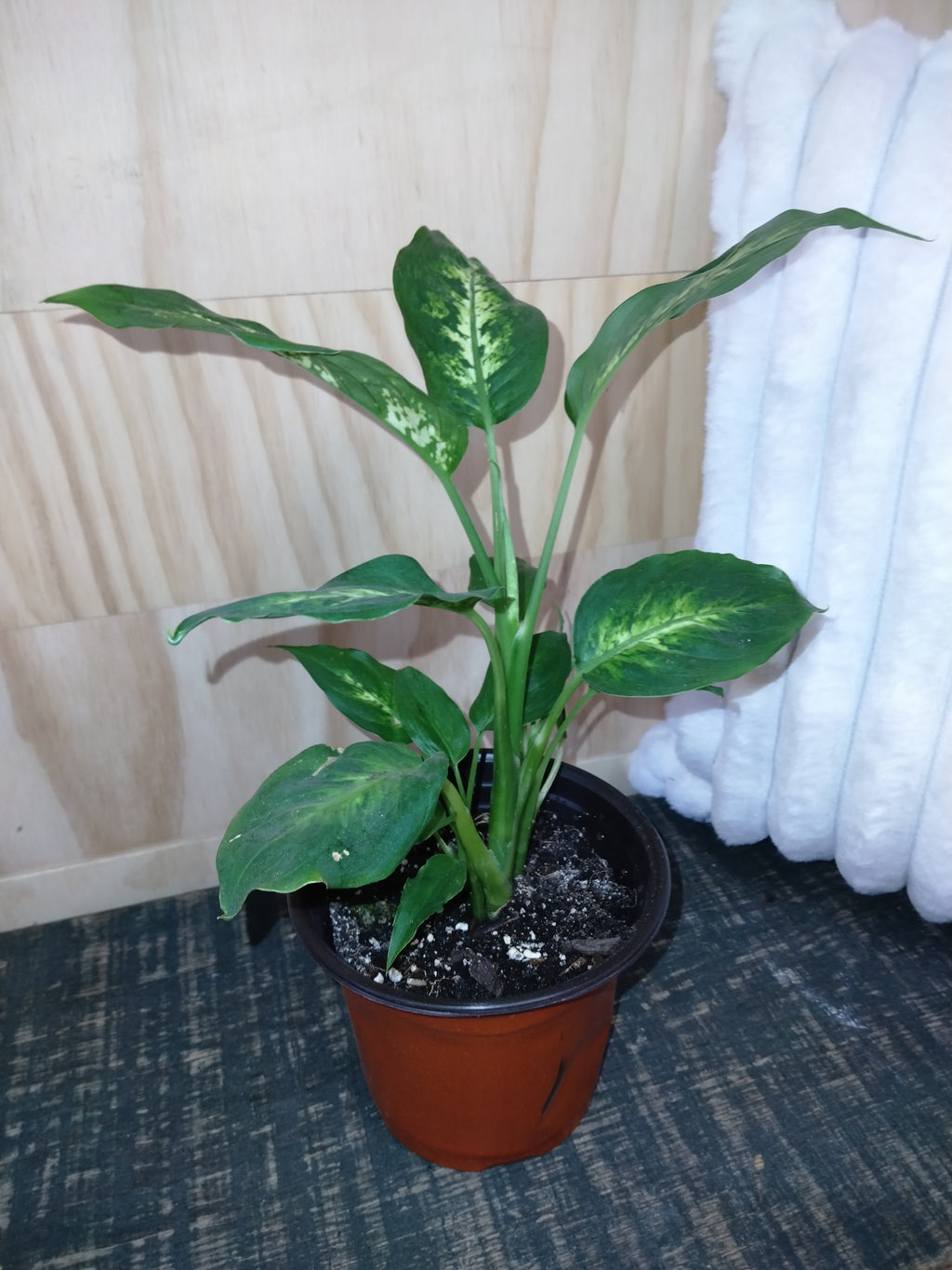 dieffenbachia