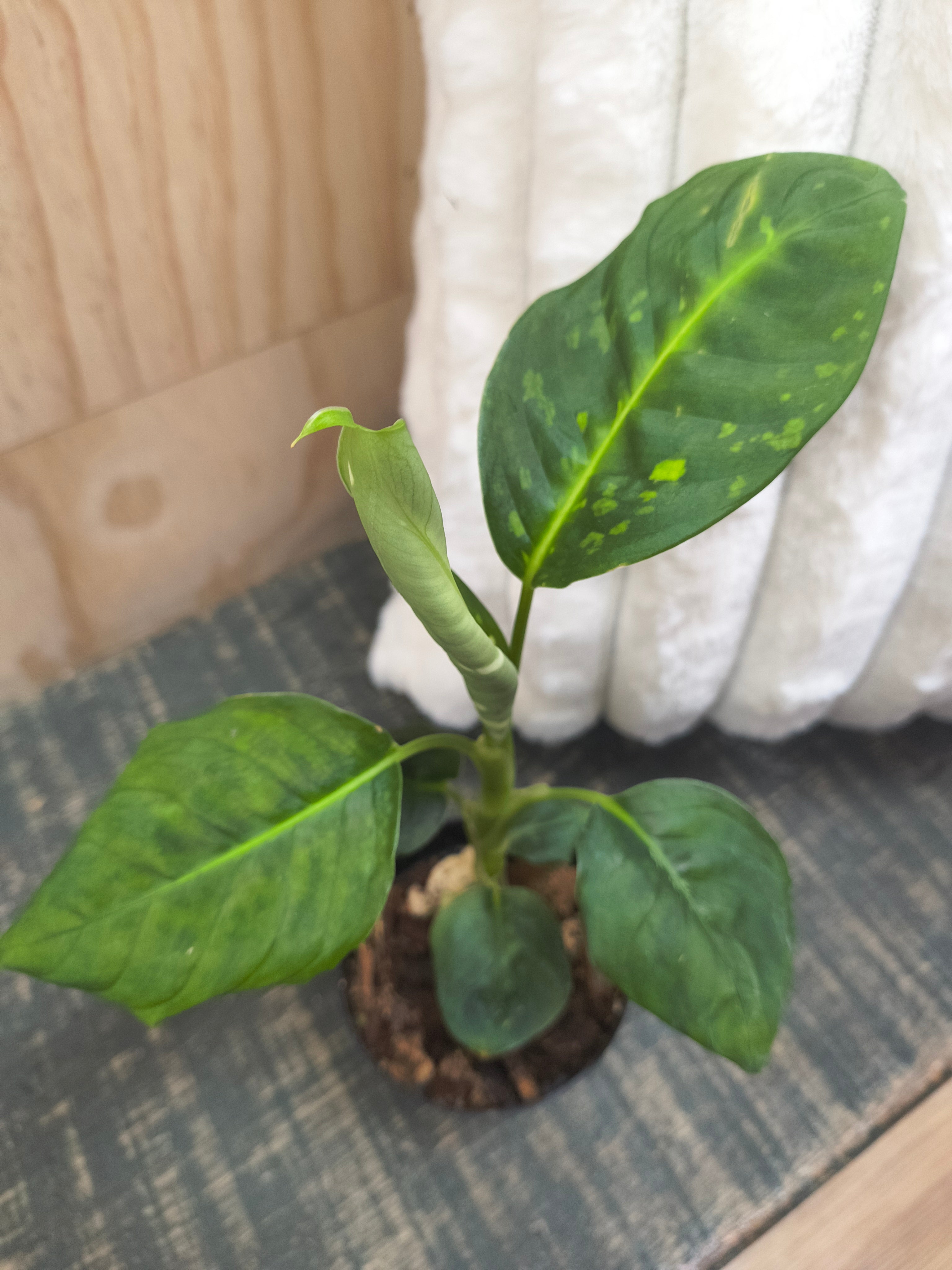 Dieffenbachia reflector