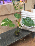 Monstera Thai Constellation