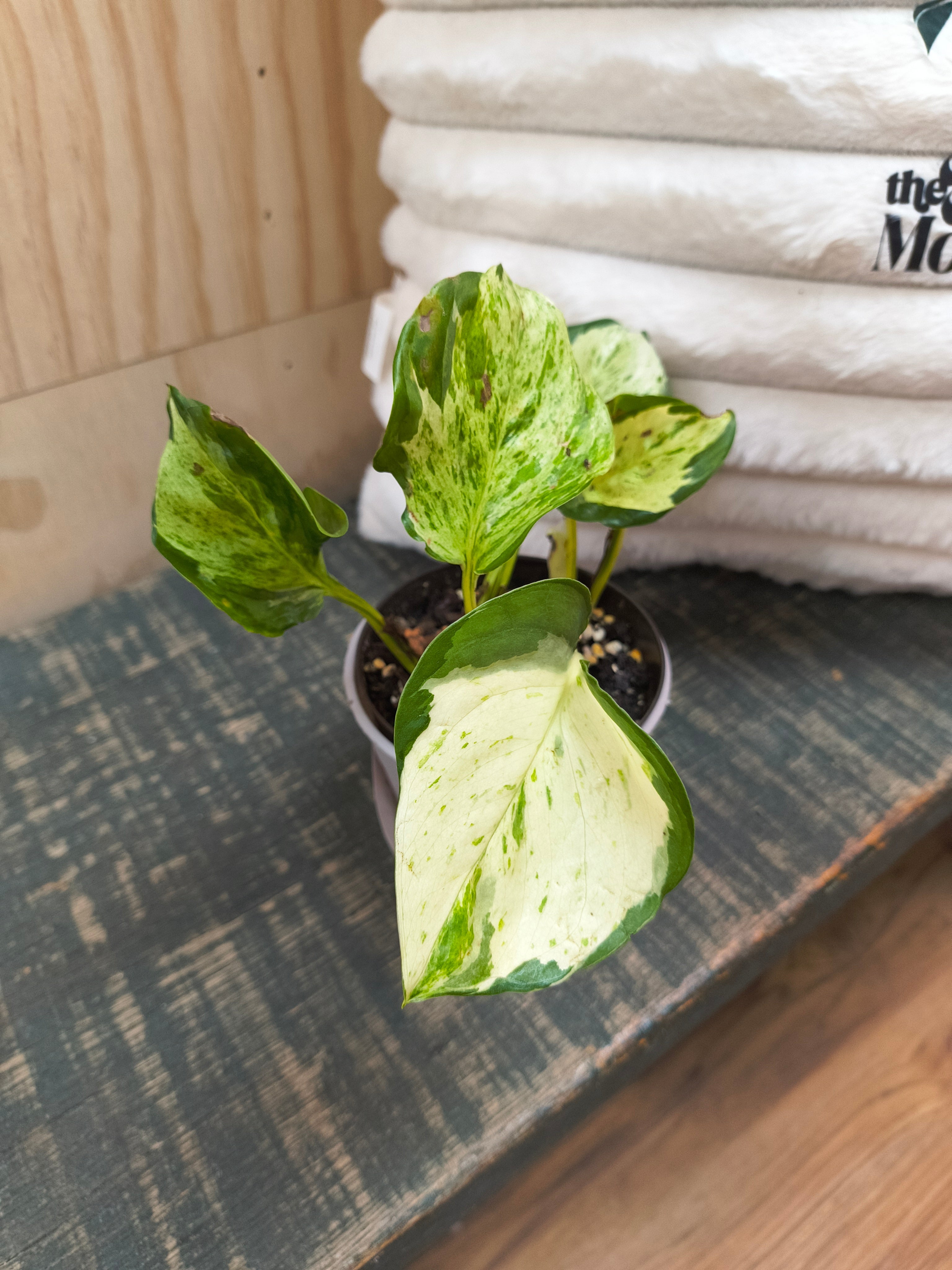 Manjula Pothos