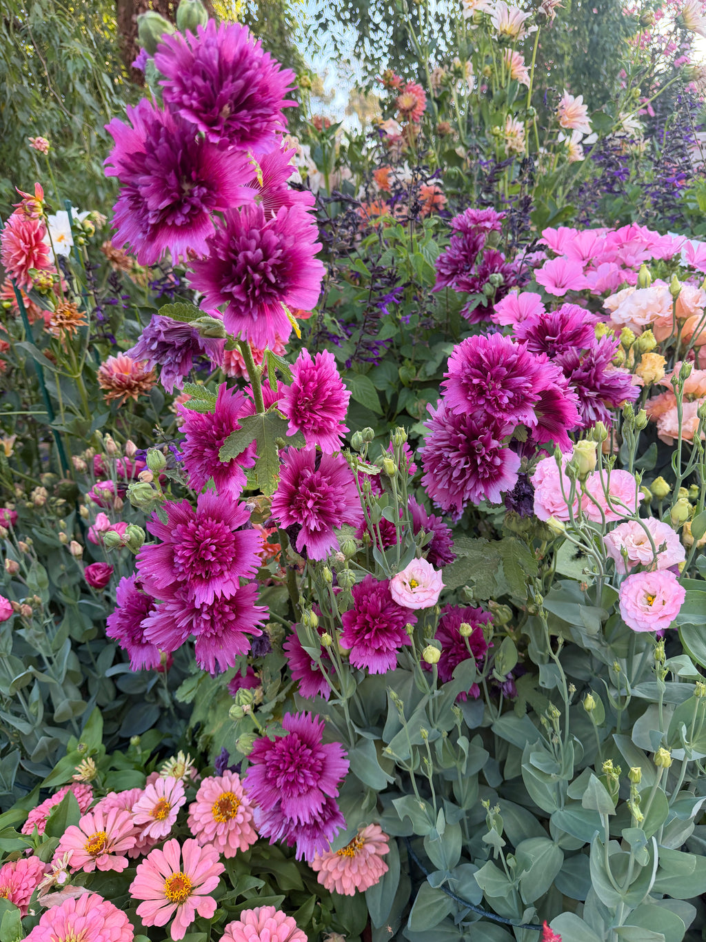 Hollyhock Spring Celebrities™ purple seeds