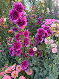 Hollyhock Spring Celebrities™ purple seeds