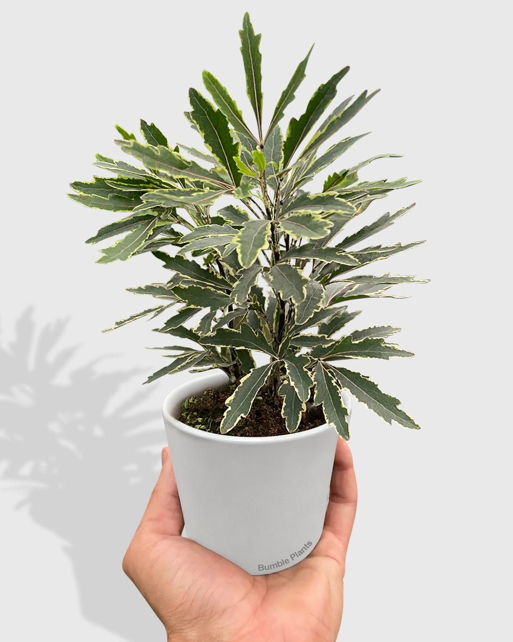 Aralia Bianca Variegata