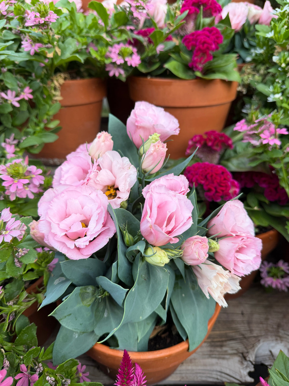 Lisianthus Julietta 'pink' seeds