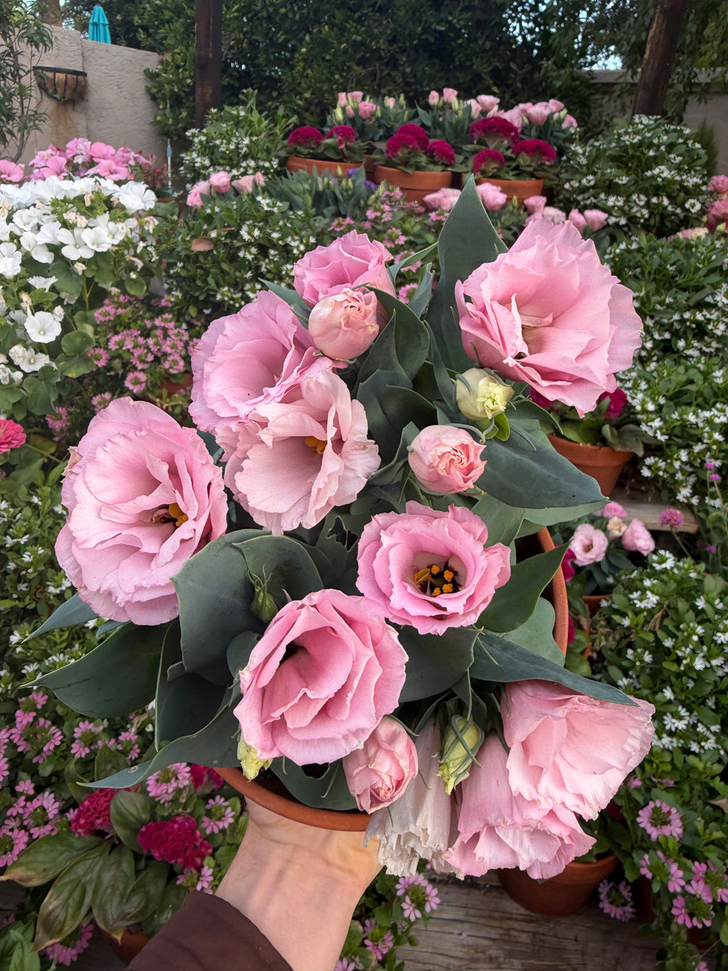 Lisianthus Julietta 'pink' seeds