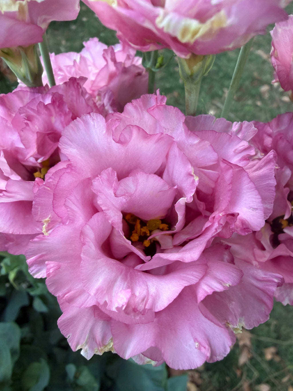 Lisianthus Celeb 2 'Medonna' seeds