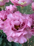Lisianthus Celeb 2 'Medonna' seeds