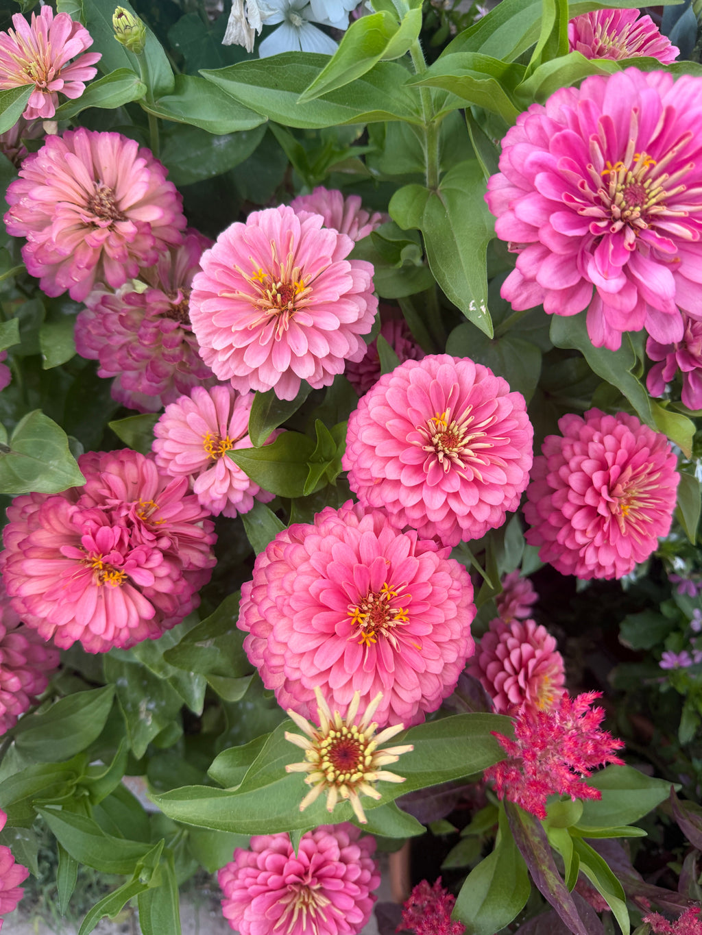 Zinnia Dreamland 'Pink' seeds
