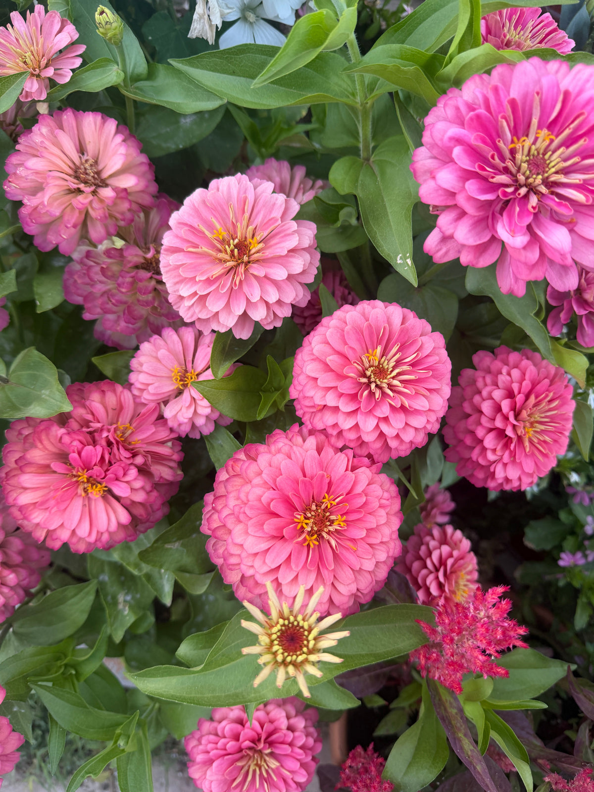 Zinnia Dreamland 'Pink' seeds
