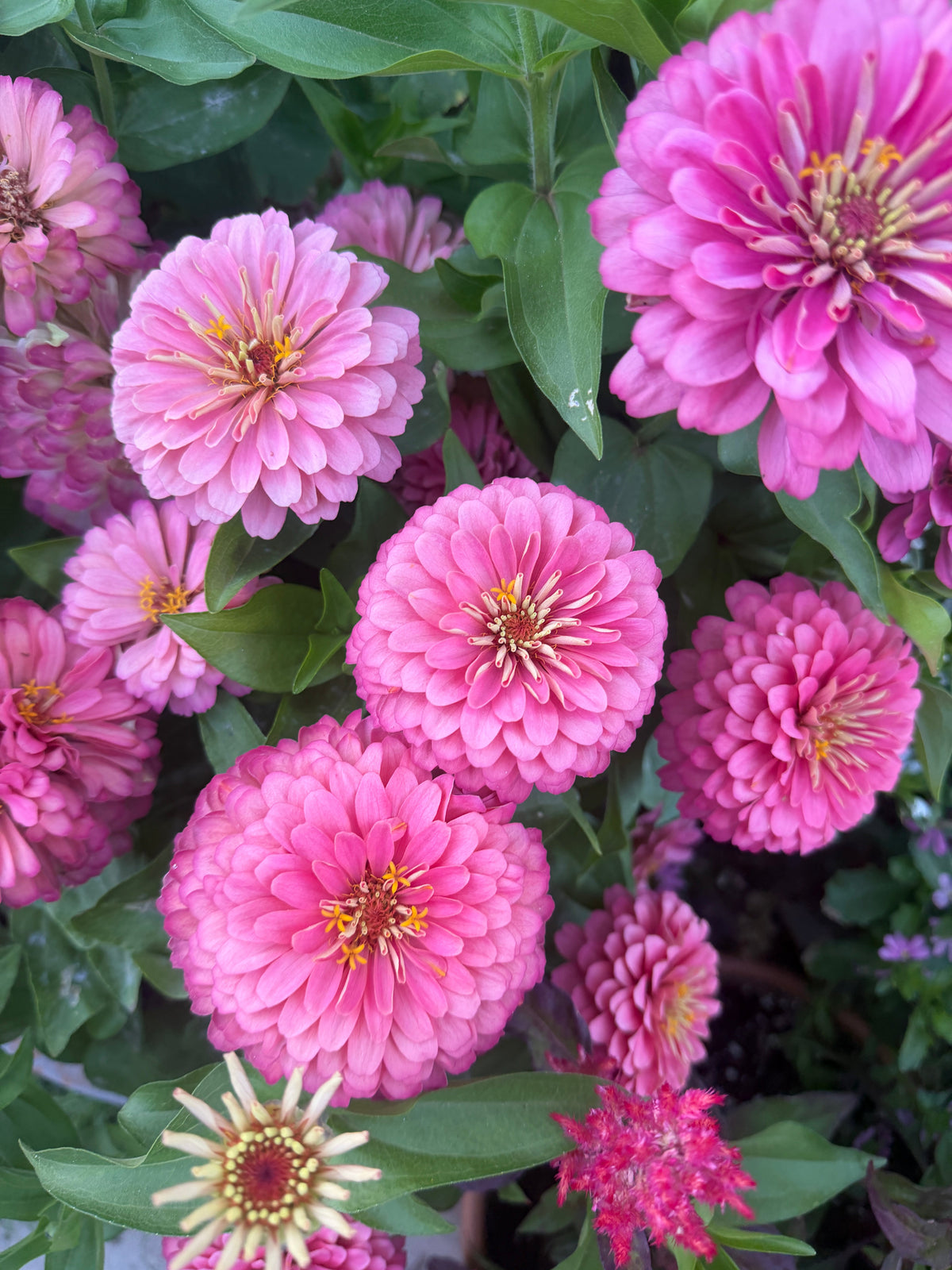 Zinnia Dreamland 'Pink' seeds