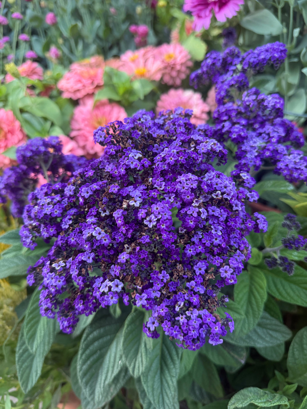 Heliotrope Marine seeds