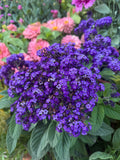 Heliotrope Marine seeds
