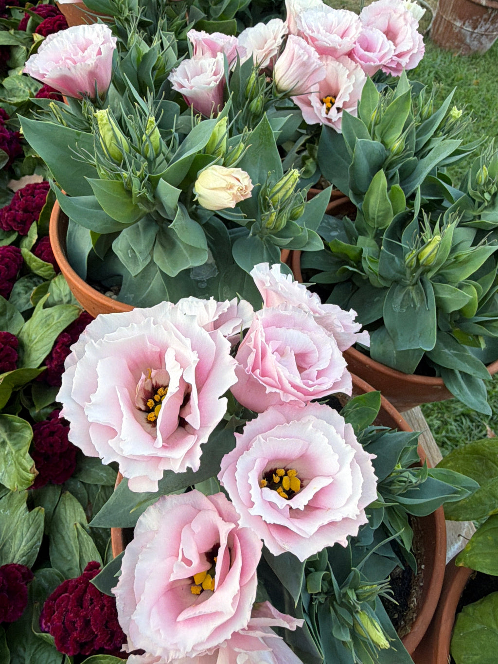 Lisianthus Julietta 'pink' seeds