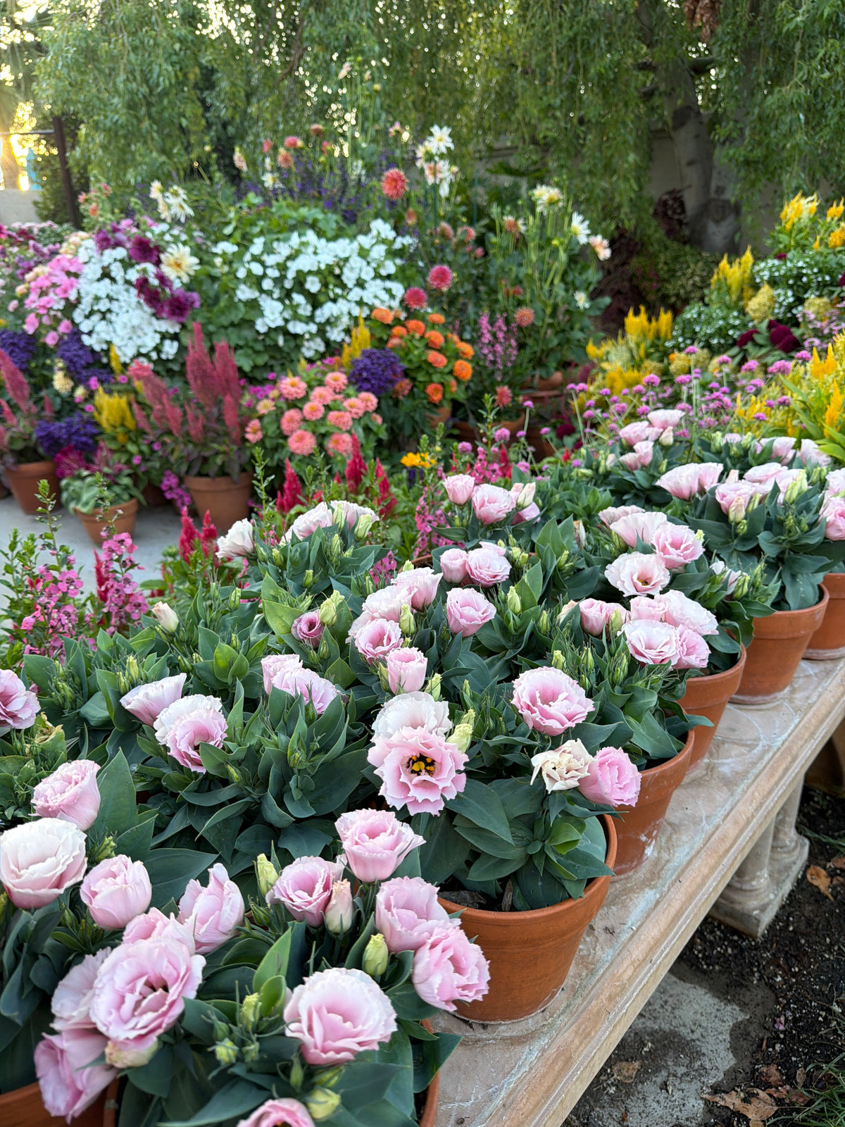 Lisianthus Julietta 'pink' seeds