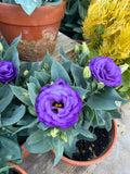 Lisianthus Julietta 'blue' seeds