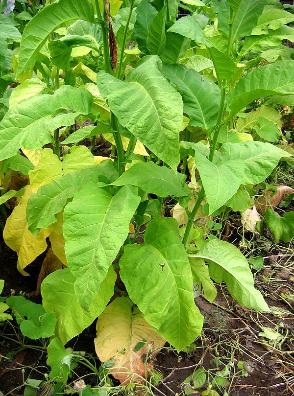Ainaro Seeds ~ Dark Sun Cured Heirloom Non-GMO