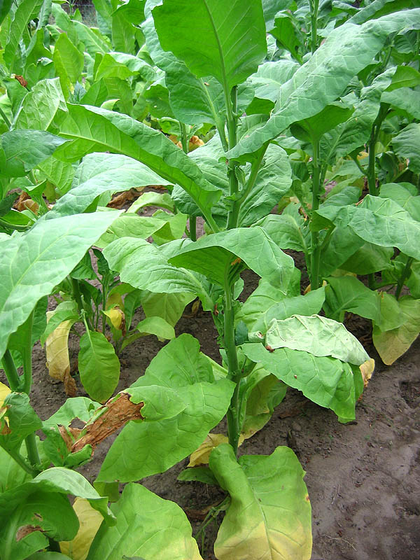 Ainaro Seeds ~ Dark Sun Cured Heirloom Non-GMO