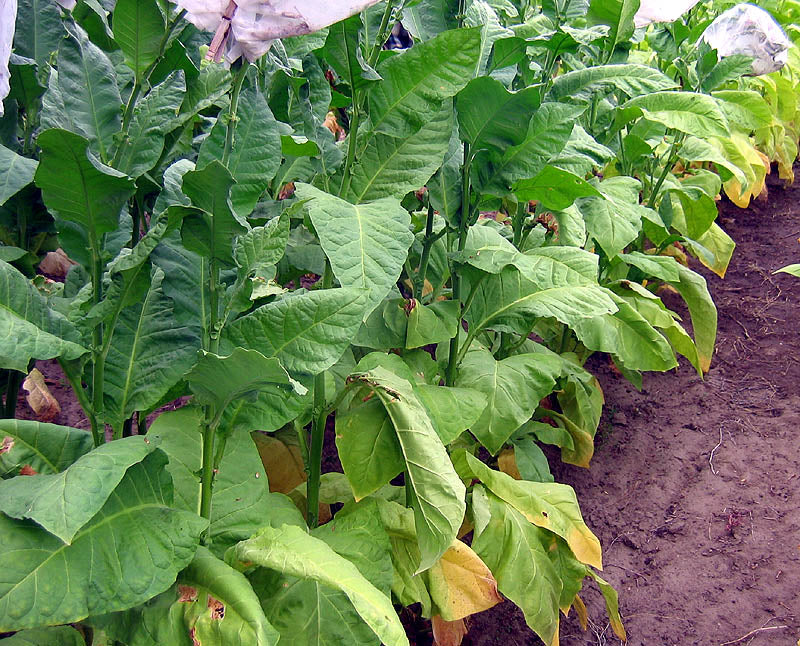 Ainaro Seeds ~ Dark Sun Cured Heirloom Non-GMO