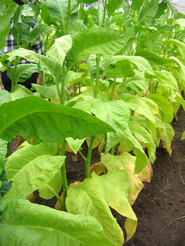 Ainaro Seeds ~ Dark Sun Cured Heirloom Non-GMO