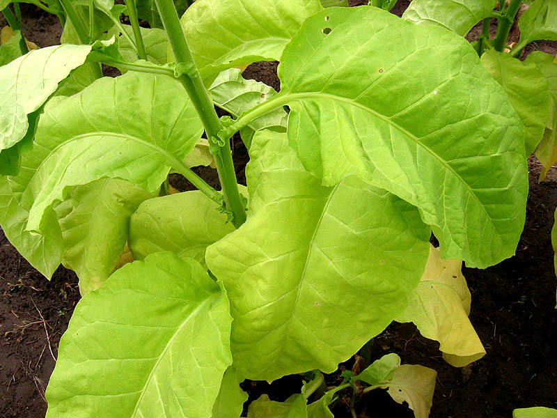 Ainaro Seeds ~ Dark Sun Cured Heirloom Non-GMO