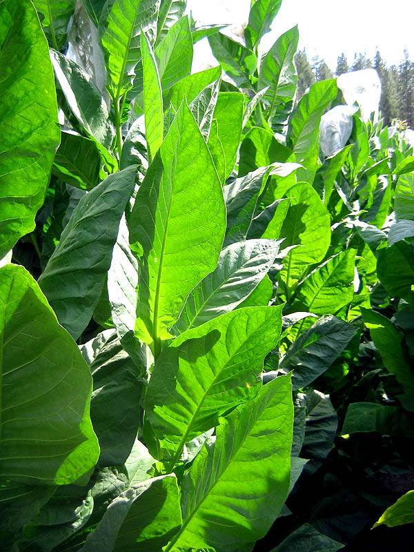 Corojo 99 Seeds