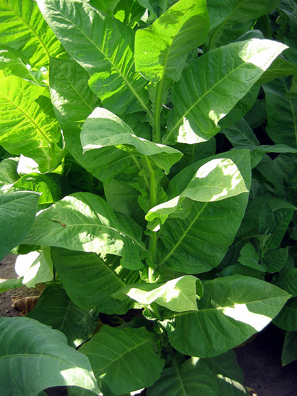 Corojo 99 Seeds