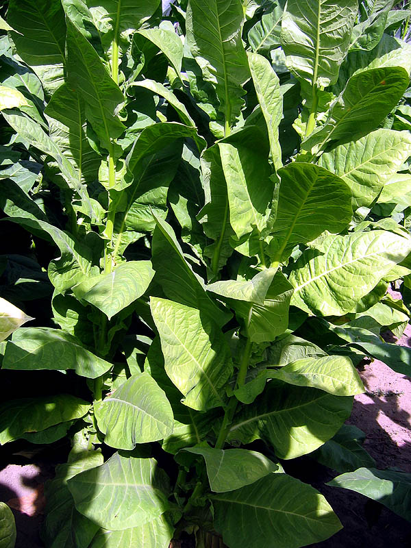 Corojo 99 Seeds