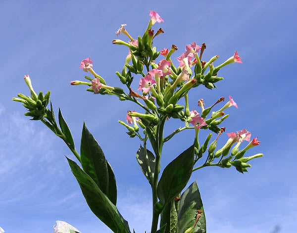 Corojo 99 Seeds