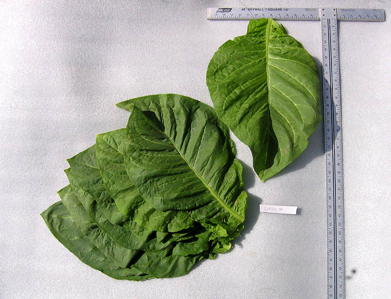 Corojo 99 Seeds