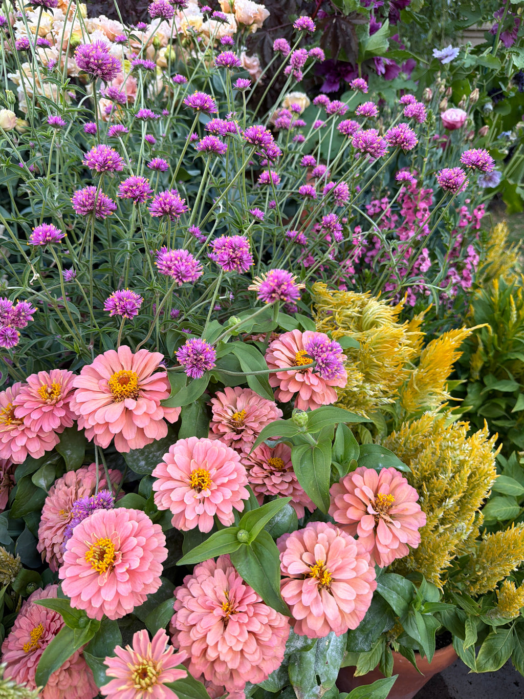 Zinnia Magellan 'salmon' seeds