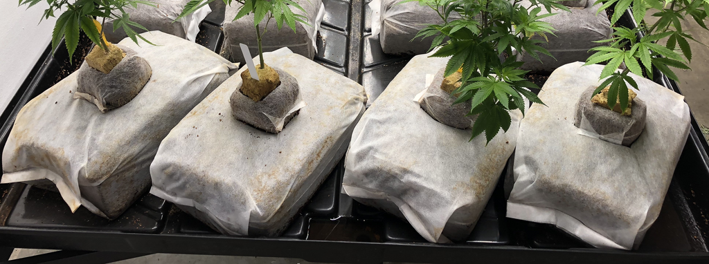 GroEzy™ - 12" Mini Slab Coco Grow block