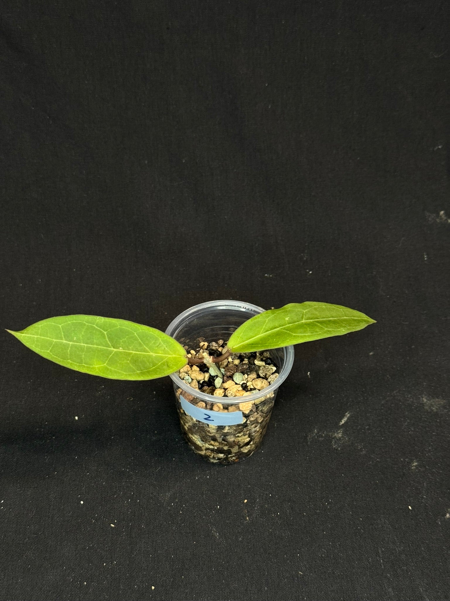 Hoya ‘Love Affair’ (GTX01-01) #2
