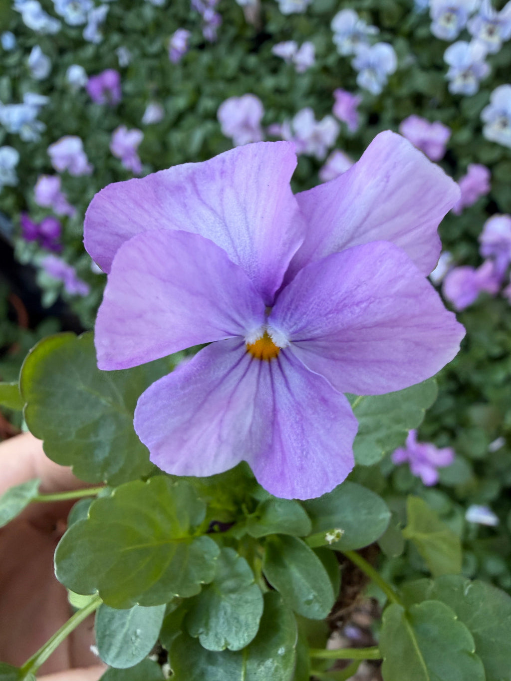 Viola Sorbet Marina 'Lavender Pink' Seeds