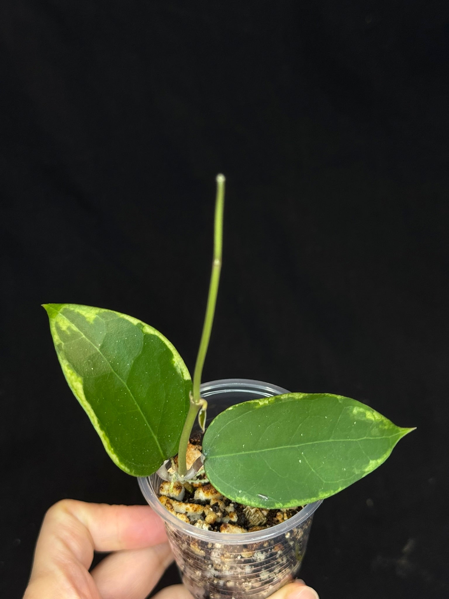 Hoya Panglai West Java (#2), albo variegation