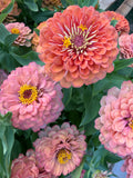 Zinnia Dreamland 'Coral' Seeds