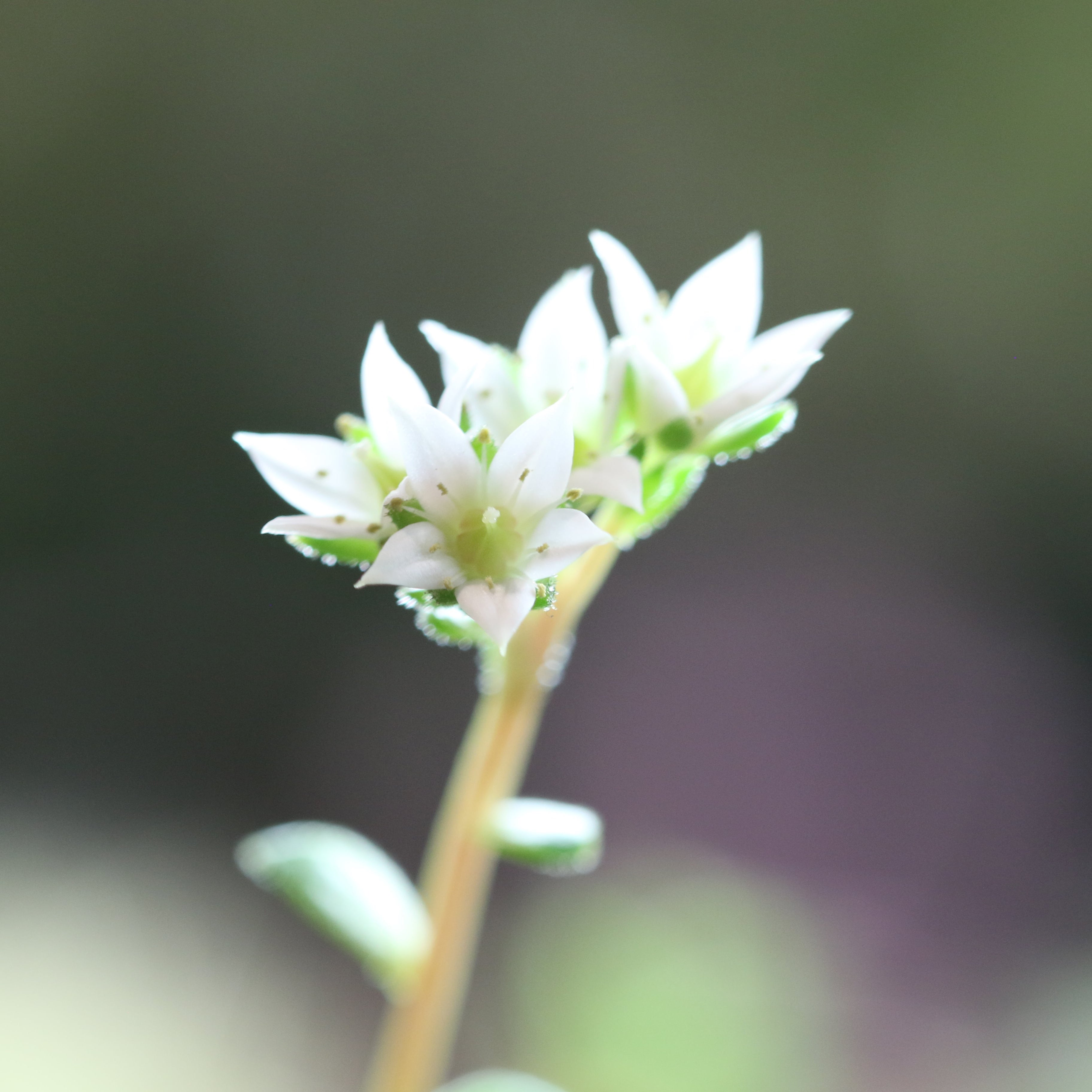 Spider Hardy Plant