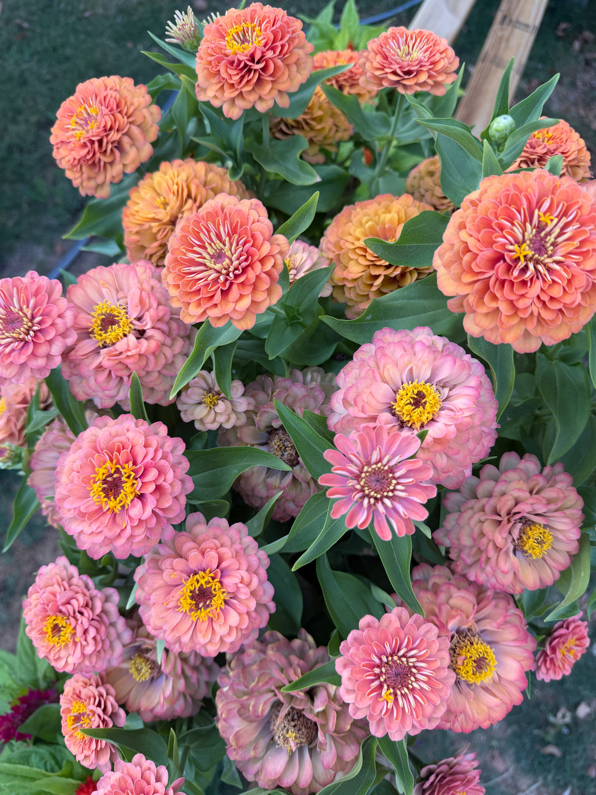 Zinnia Dreamland 'Coral' Seeds