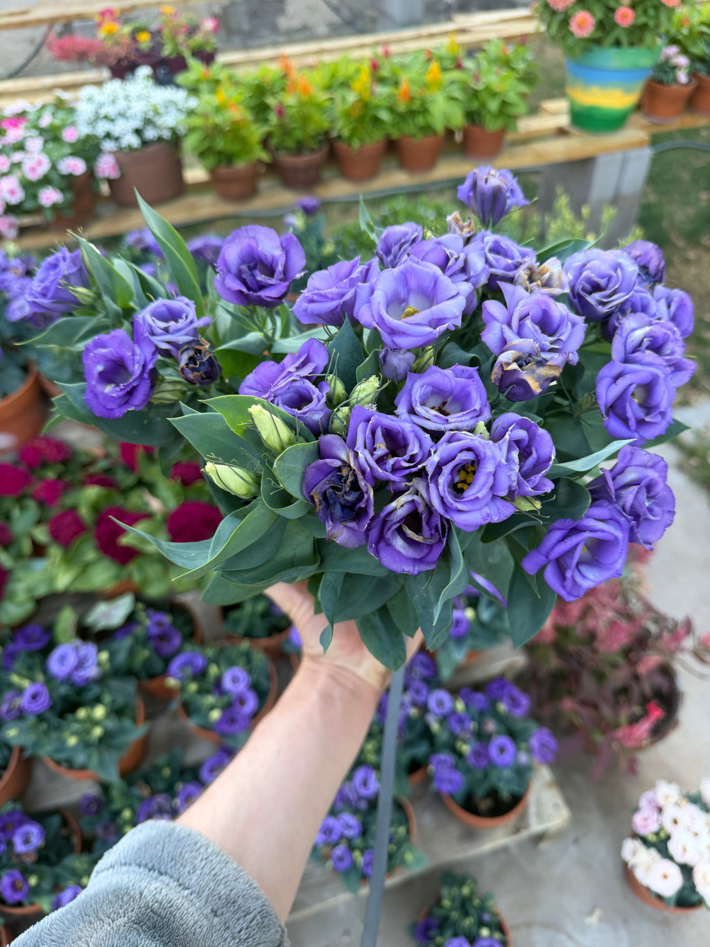 Lisianthus Julietta 'blue' seeds